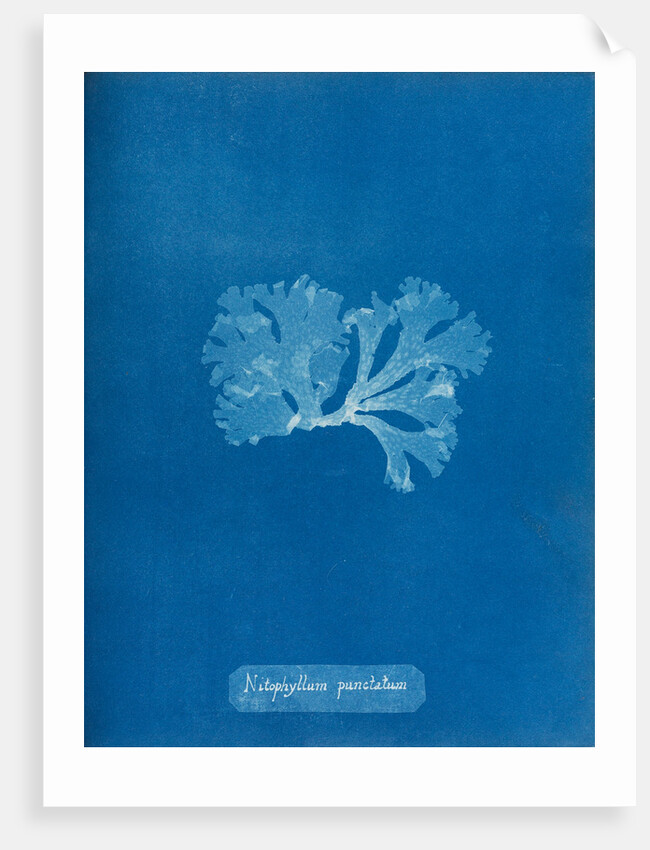 Spotted scarf weed by Anna Atkins