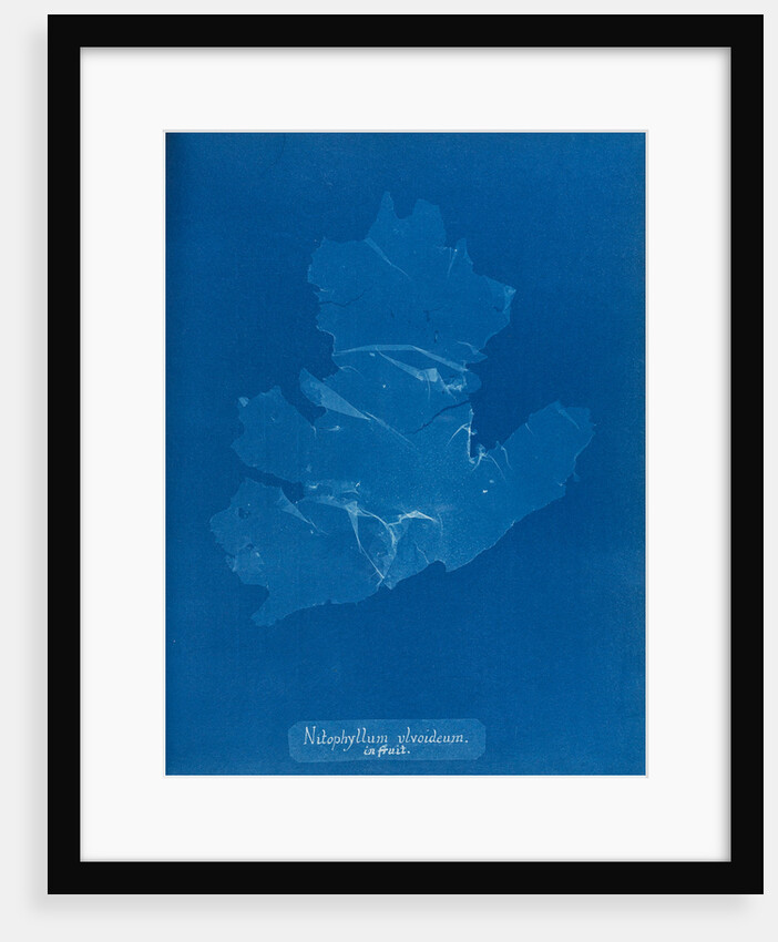 Nitophyllum ulvoideum in fruit by Anna Atkins