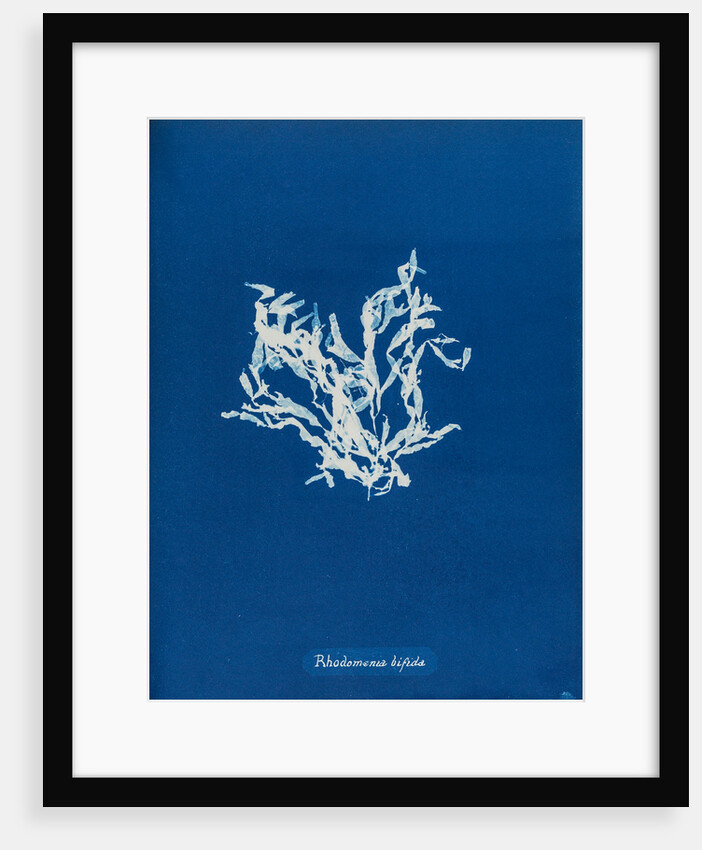 Rhodomenia bifida by Anna Atkins