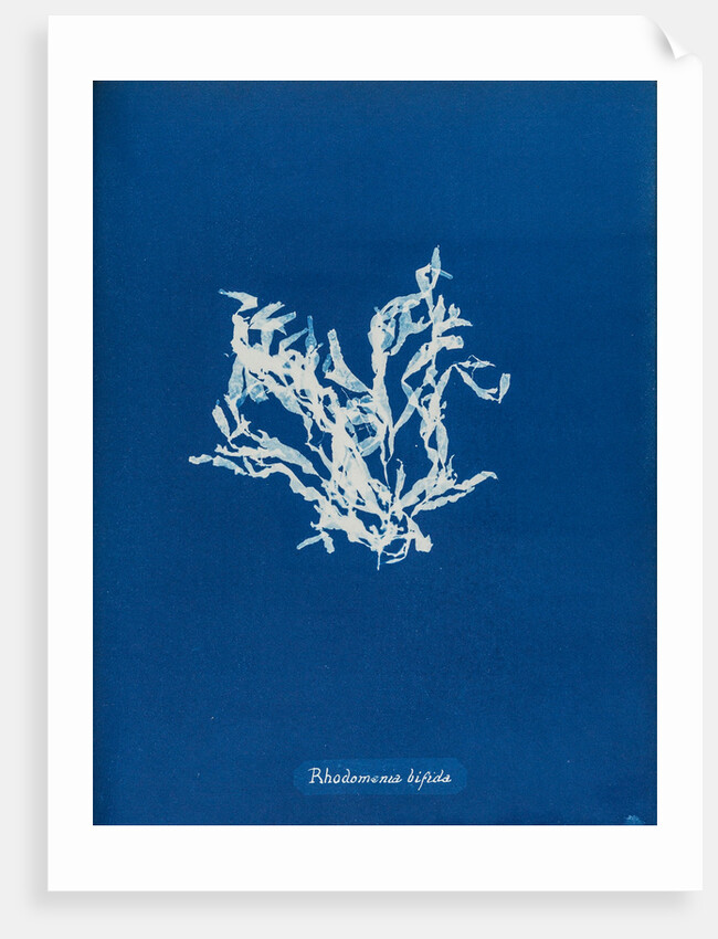 Rhodomenia bifida by Anna Atkins