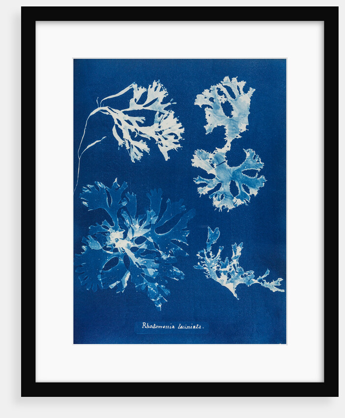 Rhodomenia Laciniata by Anna Atkins