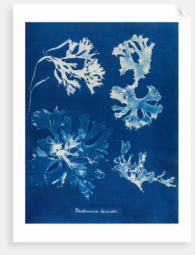 Rhodomenia Laciniata by Anna Atkins