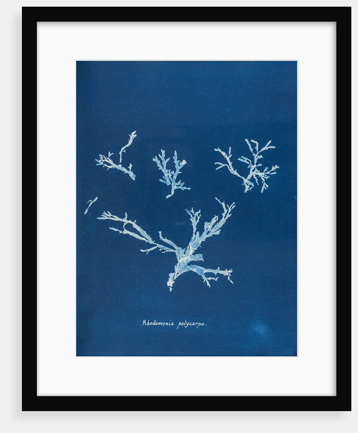 Rhodomenia polycarpa by Anna Atkins