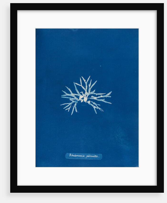 Rhodmenia palmetta by Anna Atkins