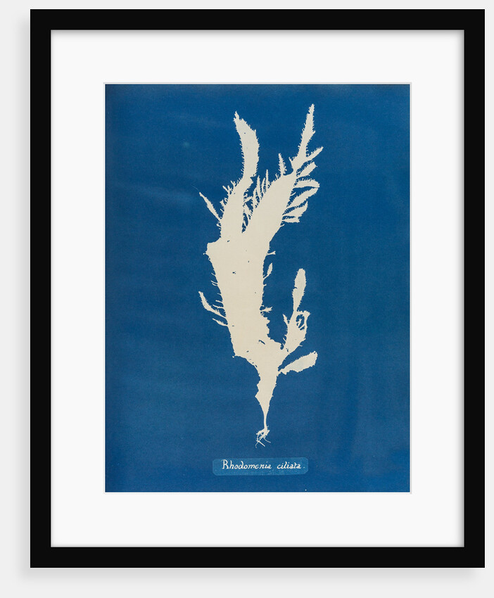 Red fringed weed by Anna Atkins