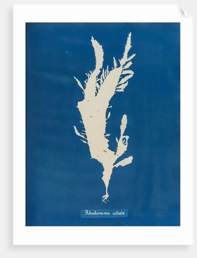 Red fringed weed by Anna Atkins