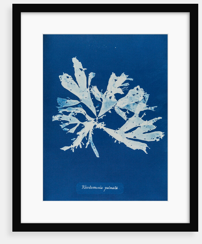 Rhodymenia palmata by Anna Atkins