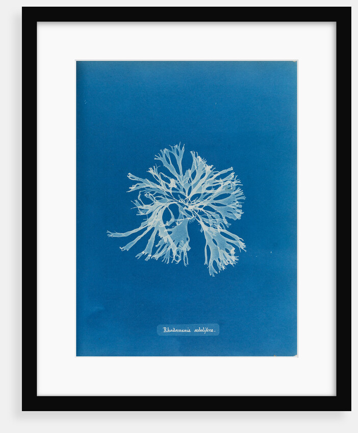 Rhodymenia sobolifera by Anna Atkins