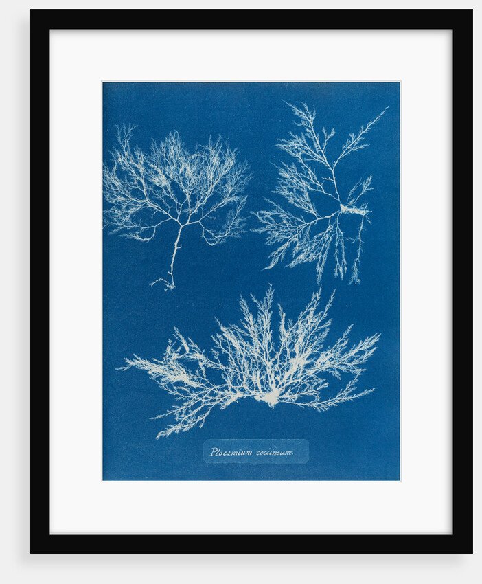 Cockscomb by Anna Atkins