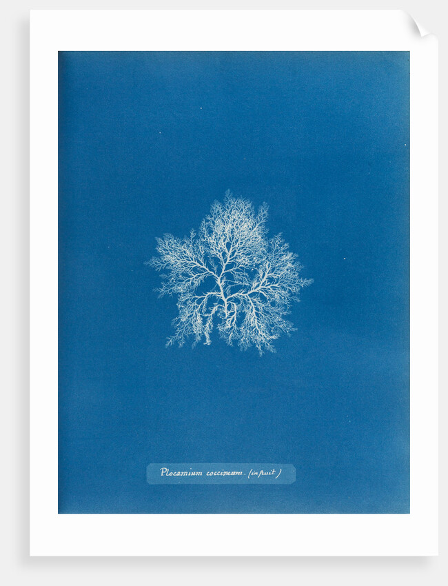 Cockscomb by Anna Atkins