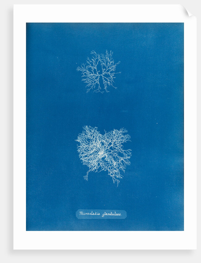 Microcladia glandulosa by Anna Atkins