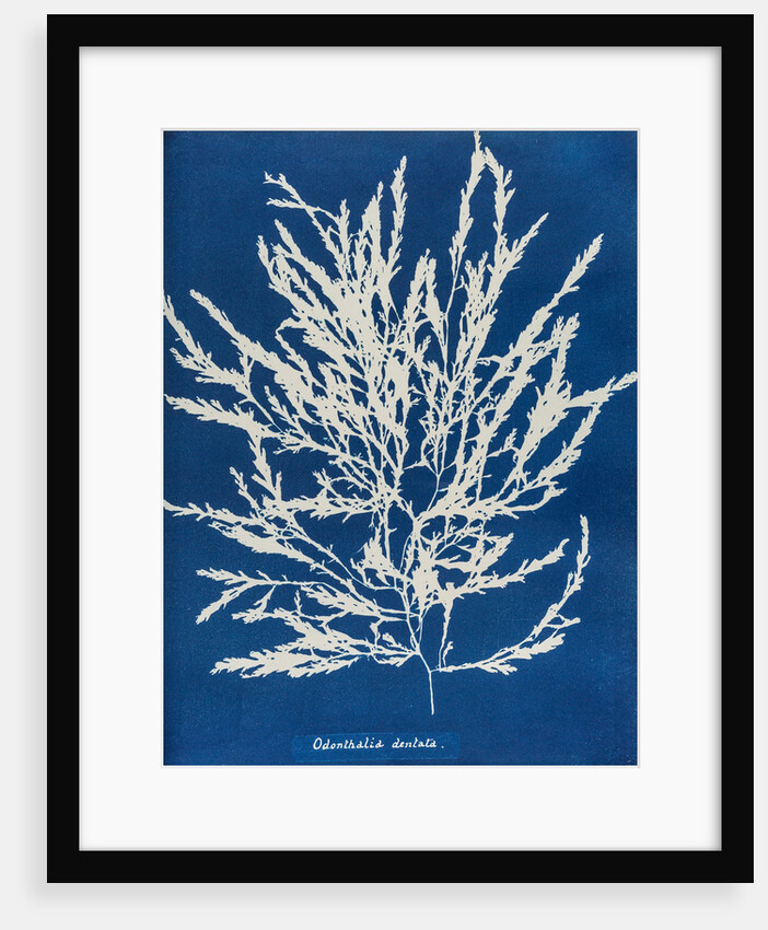 Odonthalia dentata by Anna Atkins