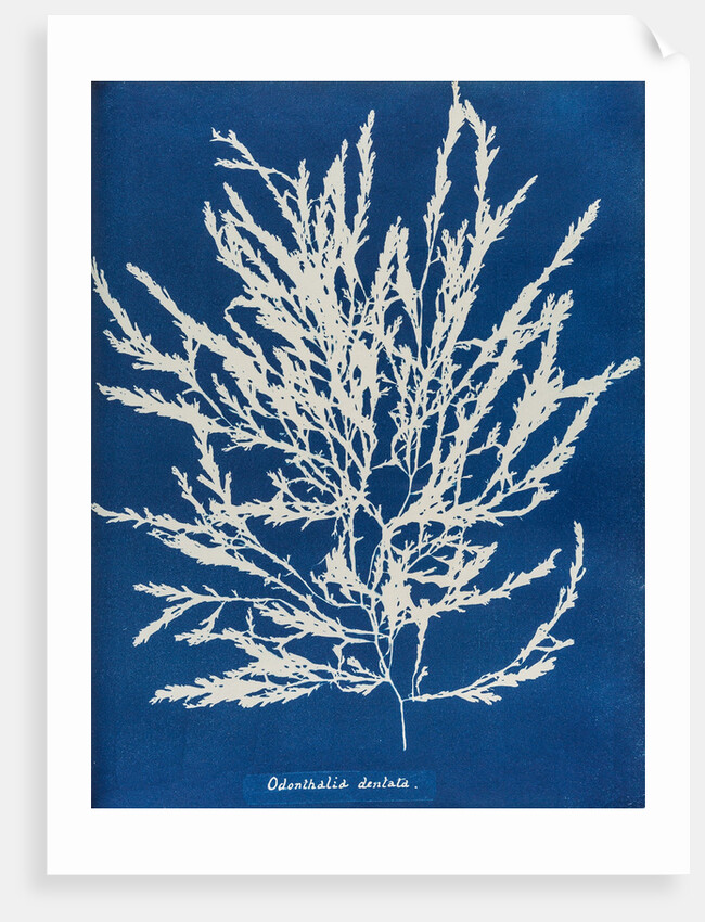 Odonthalia dentata by Anna Atkins
