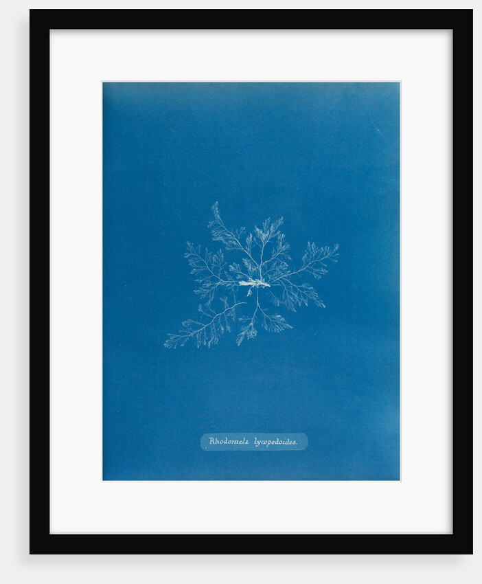 Straggly tail weed by Anna Atkins