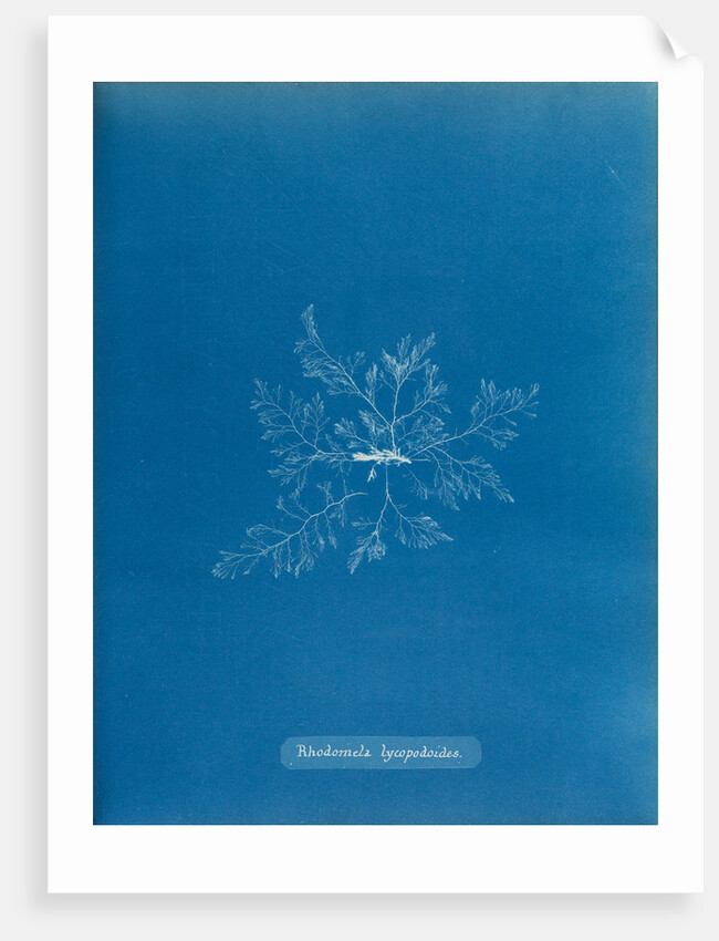 Straggly tail weed by Anna Atkins