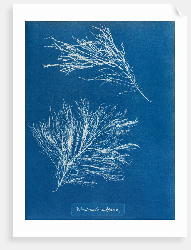 Rhodomela subfusca by Anna Atkins