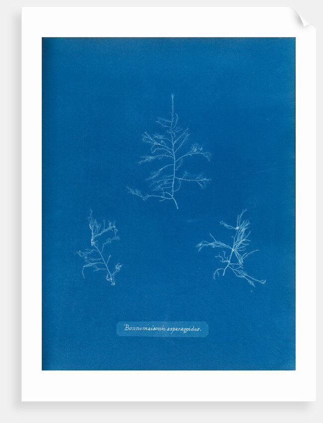Bonnemaisonie asparagoides by Anna Atkins