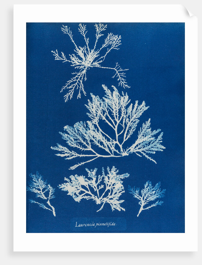 Pepper dulse by Anna Atkins