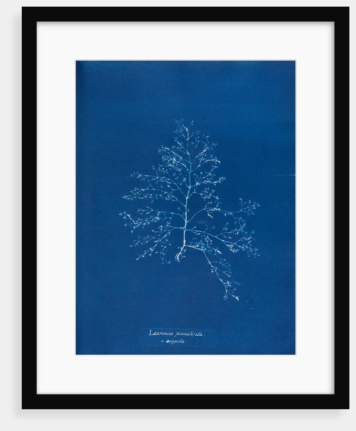 Prickly tang by Anna Atkins