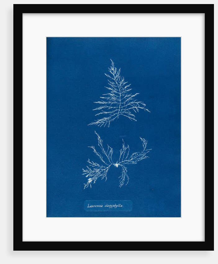 Laurencia dasyphylla by Anna Atkins