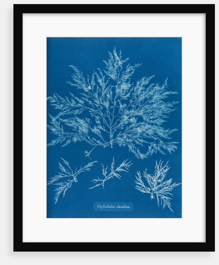 Chylocladia clavellosa by Anna Atkins