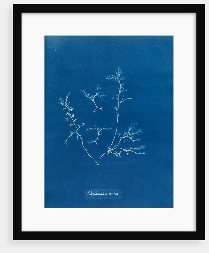 Chylocladia ovalis by Anna Atkins