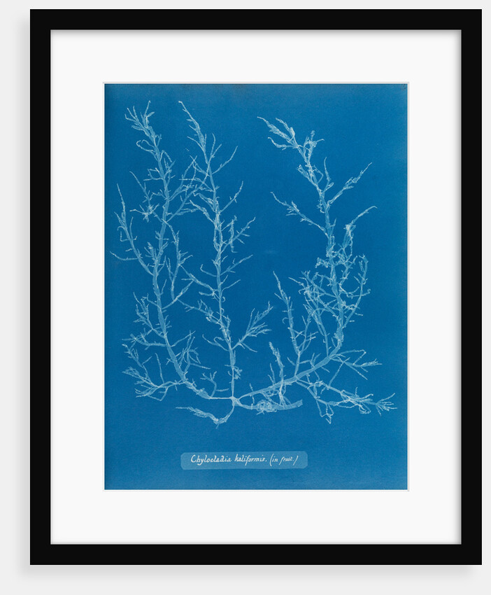 Juicy whorl weed by Anna Atkins