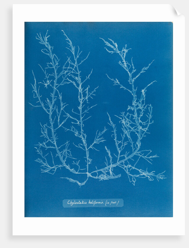 Juicy whorl weed by Anna Atkins