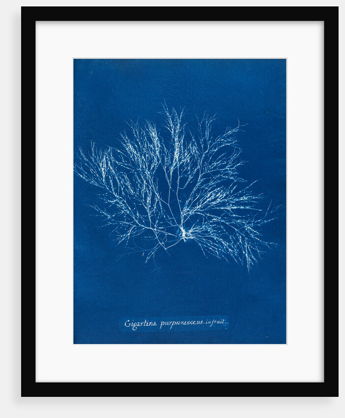 Gigartina purpurascens (in fruit) by Anna Atkins