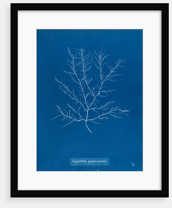 Gigartina purpurascens by Anna Atkins