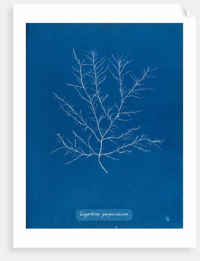 Gigartina purpurascens by Anna Atkins