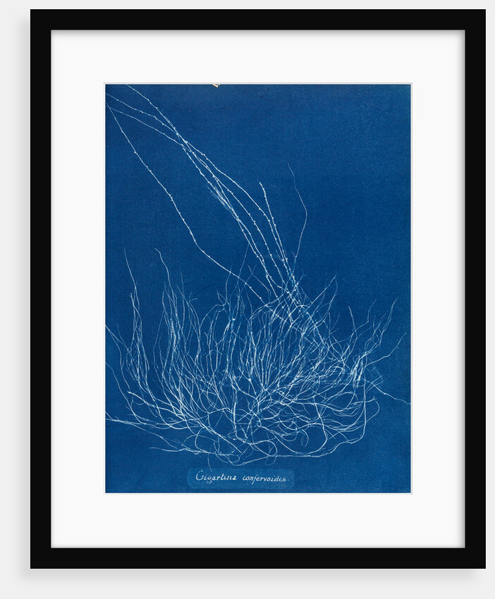 Gigartina confervoides by Anna Atkins