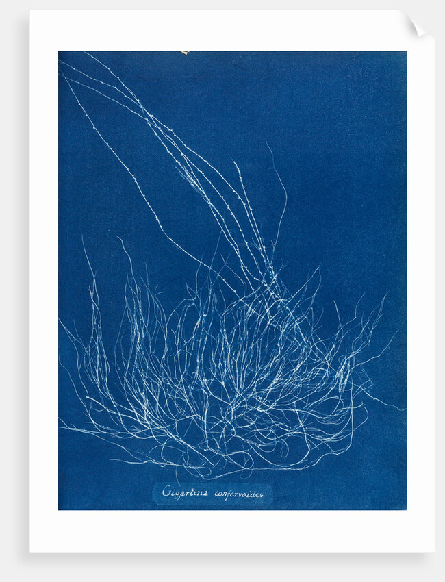 Gigartina confervoides by Anna Atkins