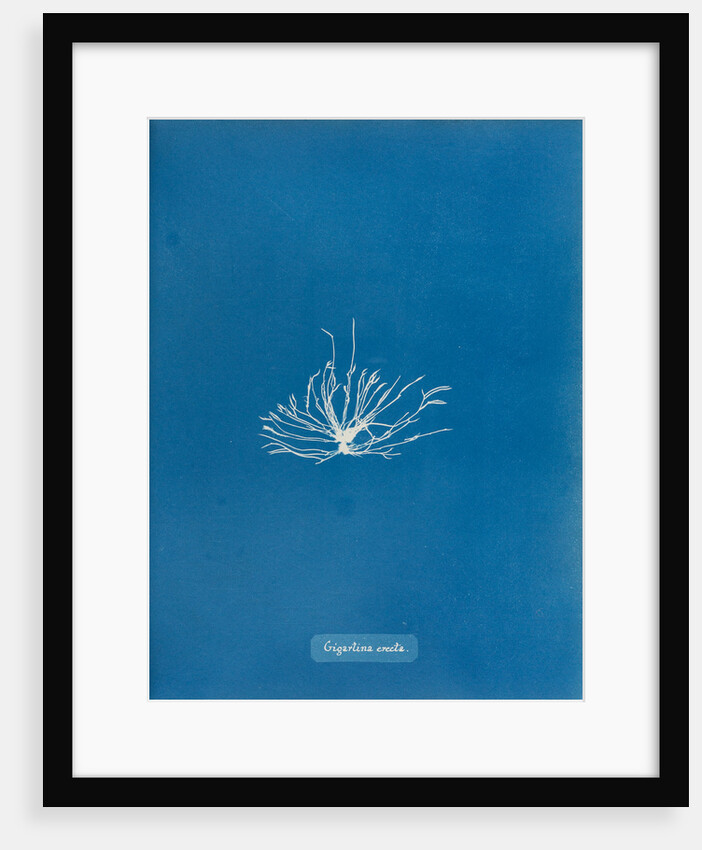 Gigartina erecta by Anna Atkins