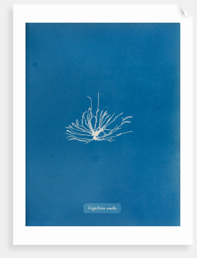 Gigartina erecta by Anna Atkins
