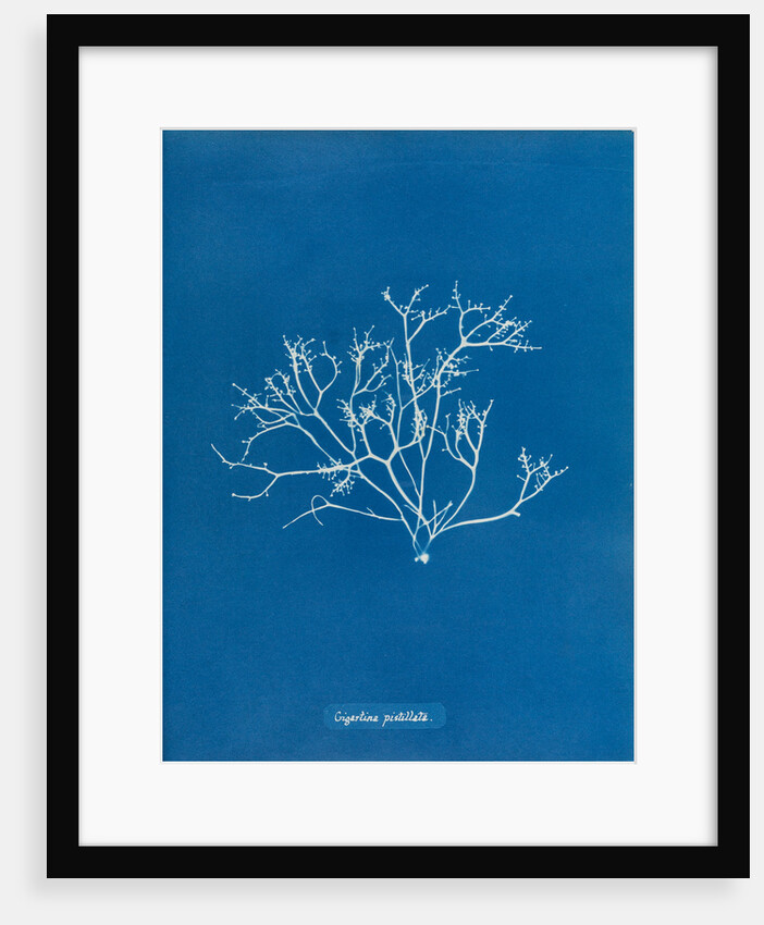 Pestle weed by Anna Atkins