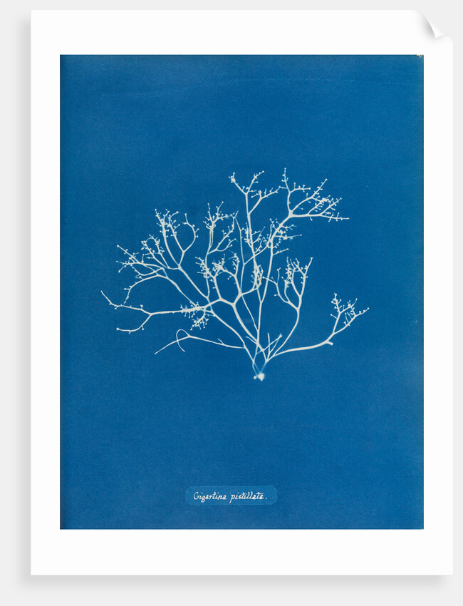 Pestle weed by Anna Atkins