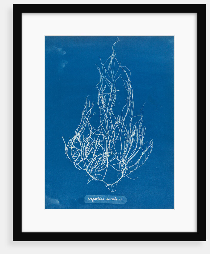 Gigartina acicularis by Anna Atkins