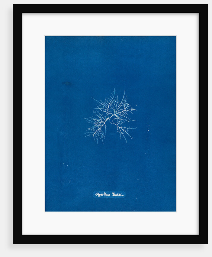 Gigartina teedii by Anna Atkins