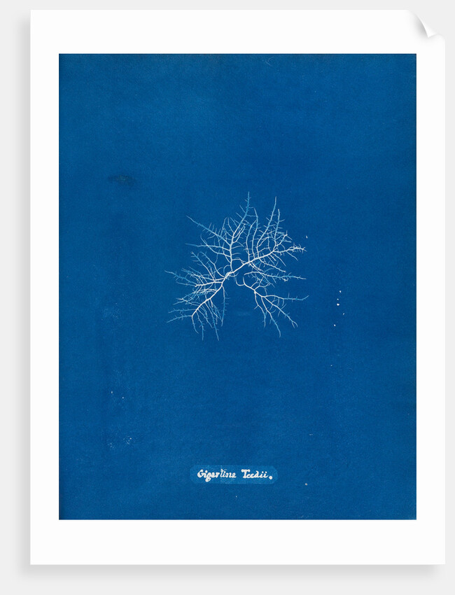 Gigartina teedii by Anna Atkins