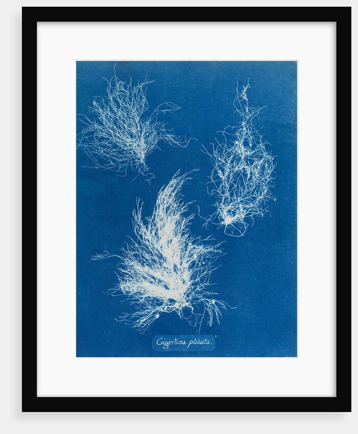Gigartina plicata by Anna Atkins