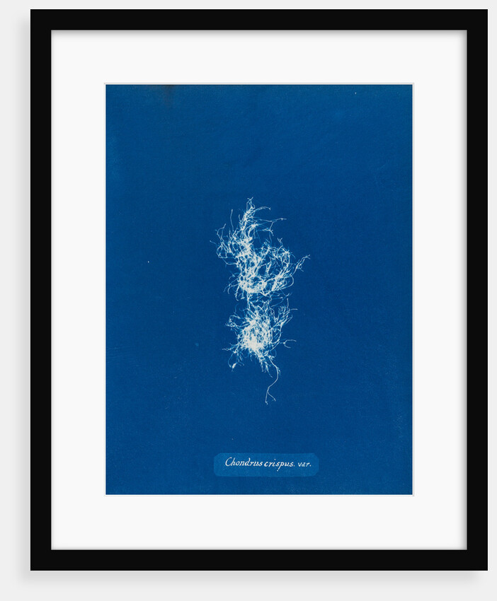 Irish moss by Anna Atkins