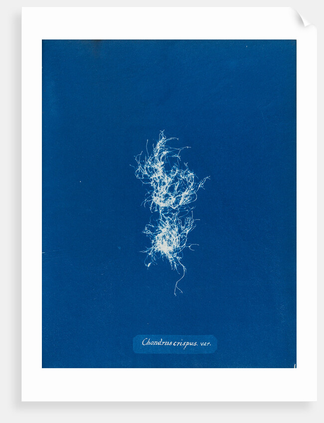 Irish moss by Anna Atkins