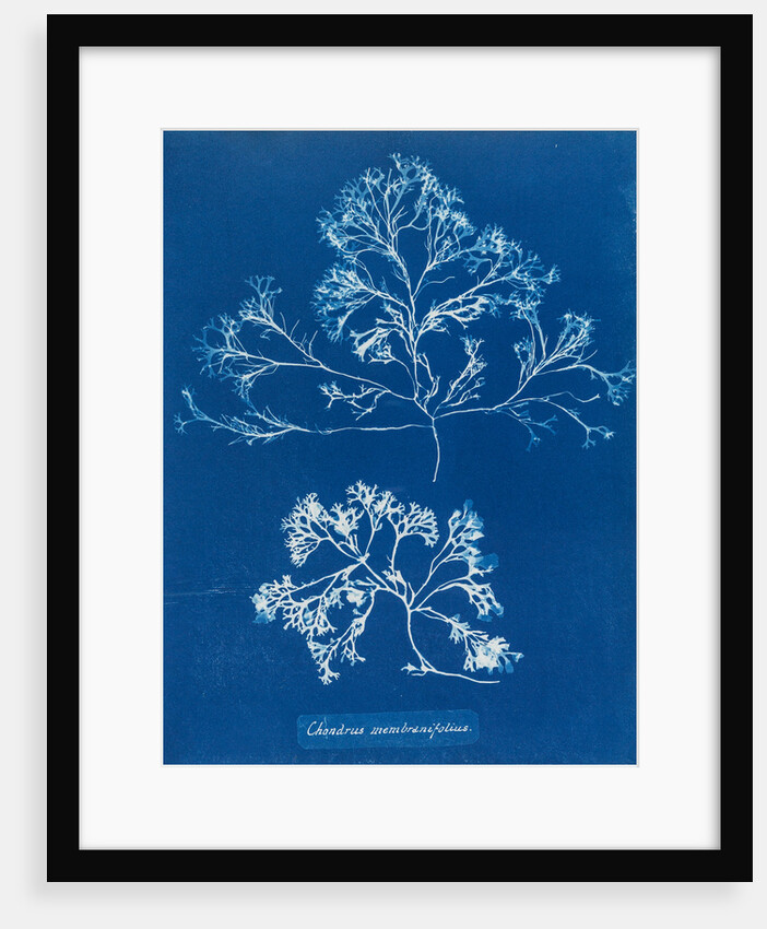 Chondrus membranifolius by Anna Atkins
