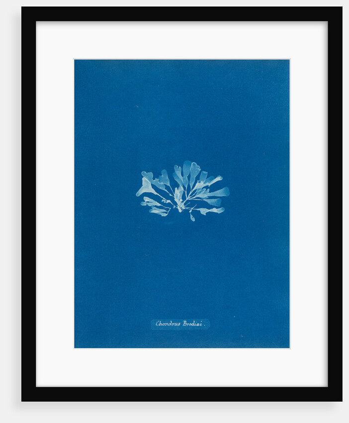 Chondrus brodiaei by Anna Atkins