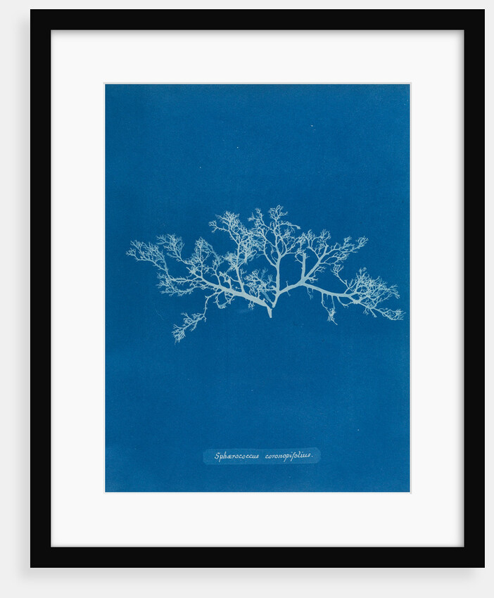 Berry wart cress by Anna Atkins