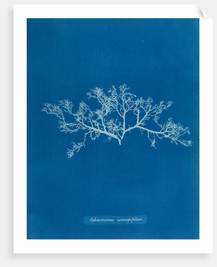 Berry wart cress by Anna Atkins