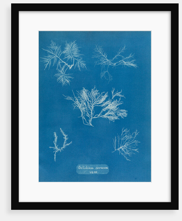 Gelidium corueum vars by Anna Atkins