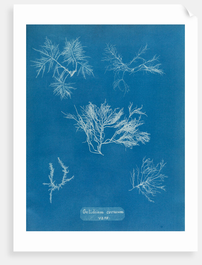 Gelidium corueum vars by Anna Atkins