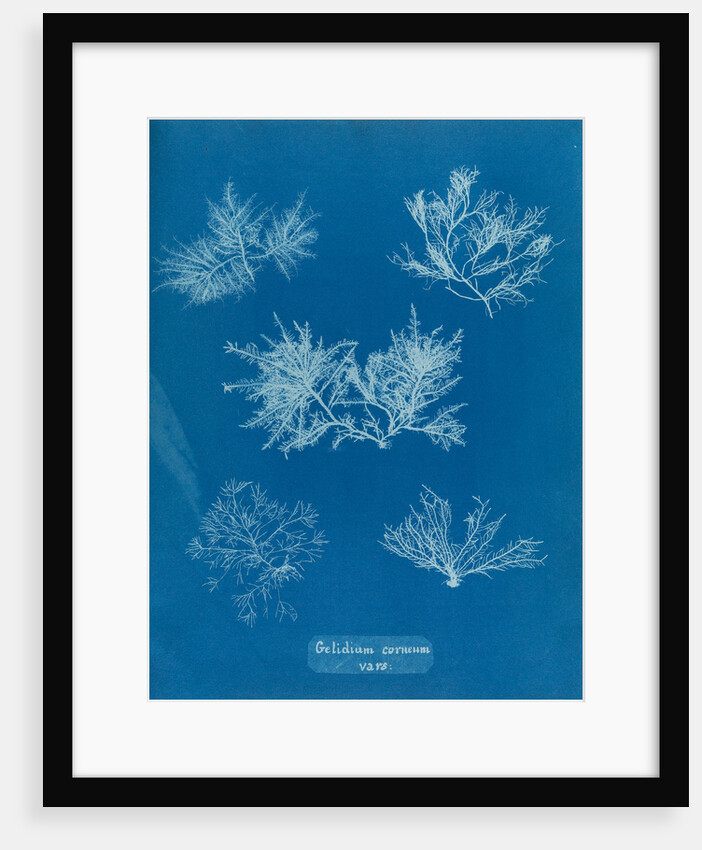 Gelidium corueum vars by Anna Atkins